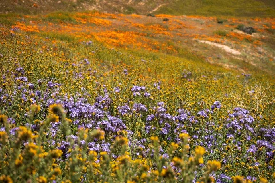 View of purple, orange, and yellow wildflowers on hillside during California superbloom